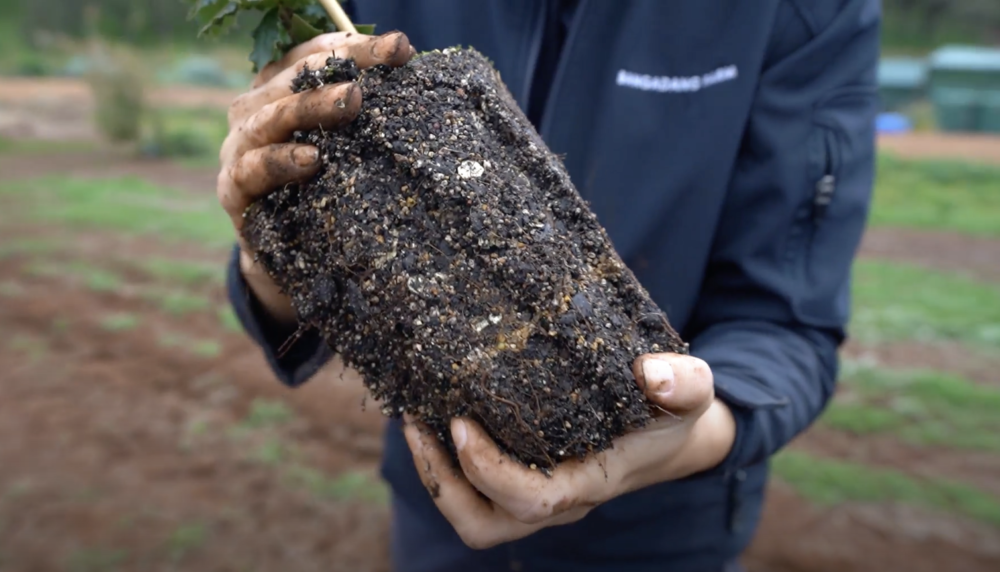 Close up of hands holding root system of truffle tree sapling, showcasing the intricate workings of the inoculated roots. Wearing navy jacket with Bangadang Farm logo.
