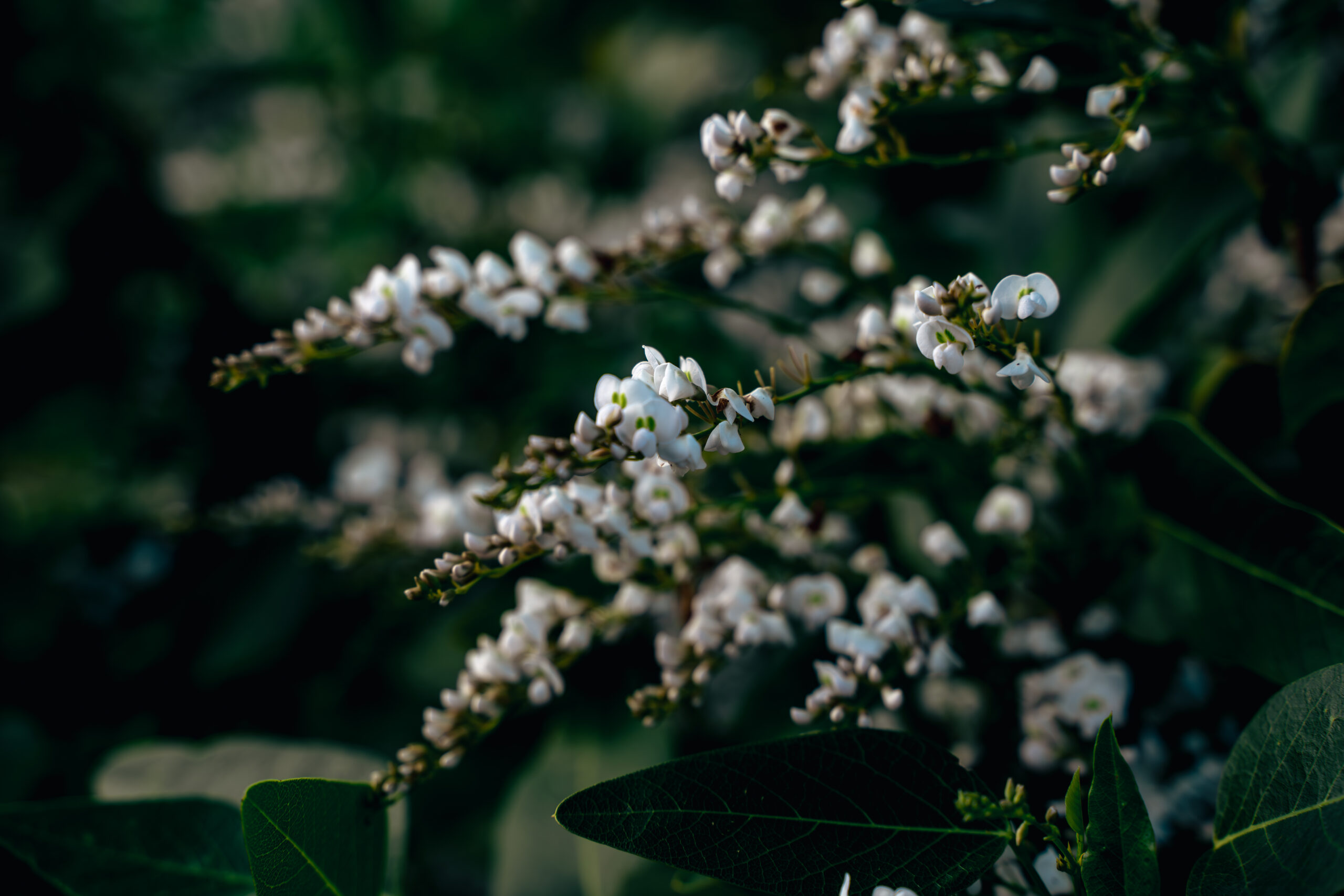Bangadang Farm - White Flowers