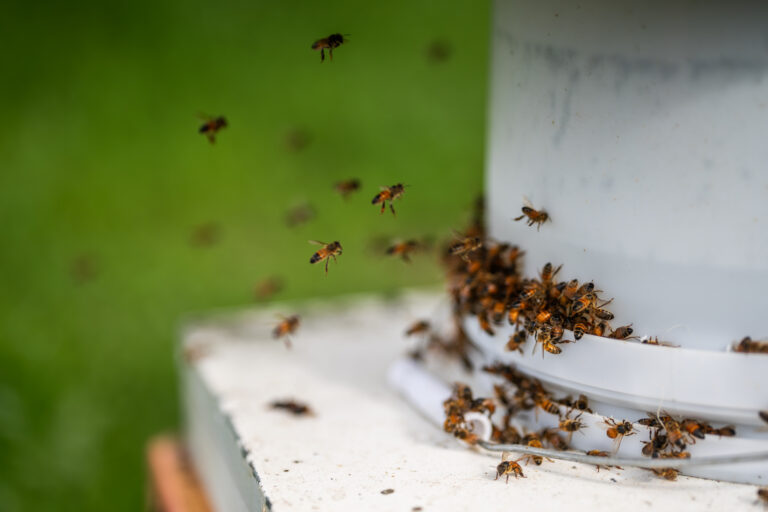 Bangadang-Farm-Honey-Bees-White-Modern-Hives--768x512