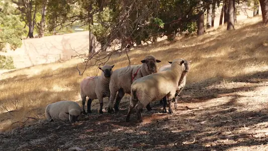 Bangadang-Farm-Sheep-Farm-Animal